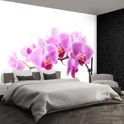 Wallpaper Pink orchid