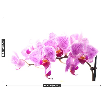 Wallpaper Pink orchid