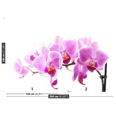 Wallpaper Pink orchid