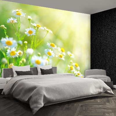 Wallpaper Daisies