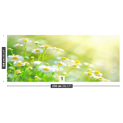 Wallpaper Daisies