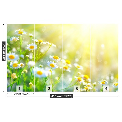 Wallpaper Chamomile flowers