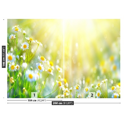 Wallpaper Chamomile flowers