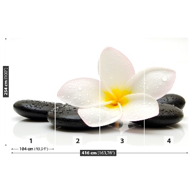 Wallpaper Plumeria stones