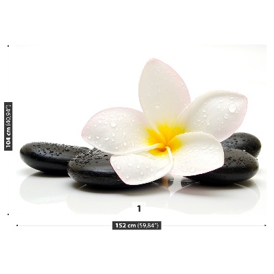 Wallpaper Plumeria stones