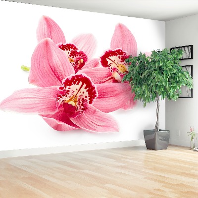 Wallpaper Pink orchid