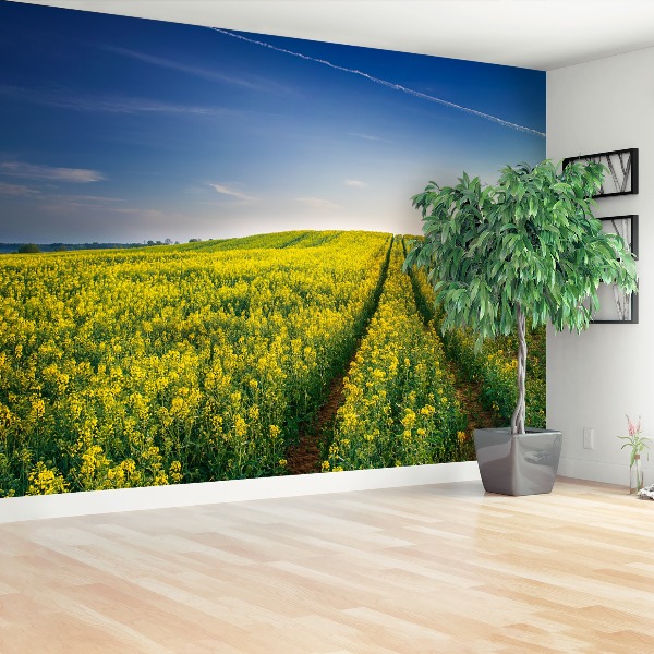 Wallpaper Rape fields