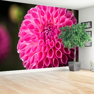 Wallpaper Dahlia pink