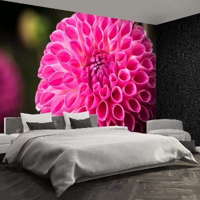 Wallpaper Dahlia pink