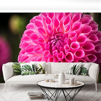 Wallpaper Dahlia pink