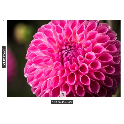 Wallpaper Dahlia pink