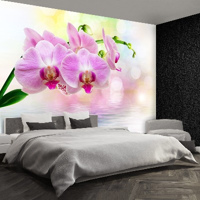 Wallpaper Orchid roses