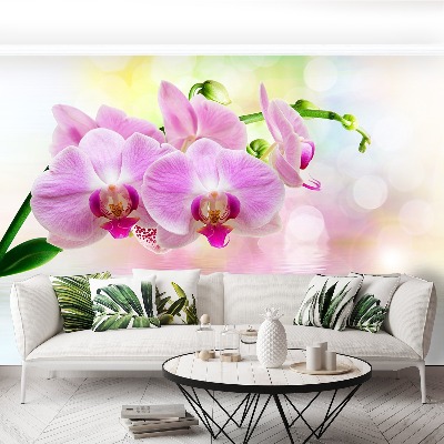 Wallpaper Orchid roses