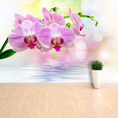 Wallpaper Orchid roses