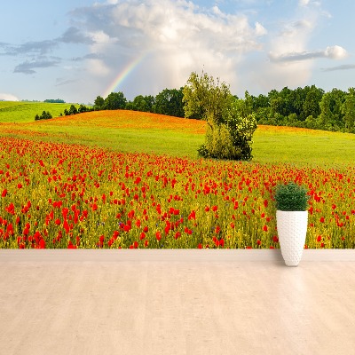 Wallpaper Rainbow of poppies