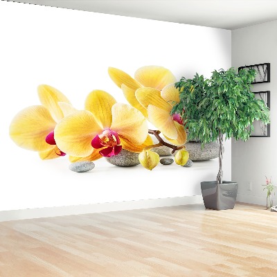 Wallpaper Yellow orchid