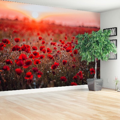 Wallpaper Field of poppies