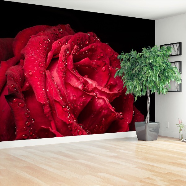 Wallpaper Red rose