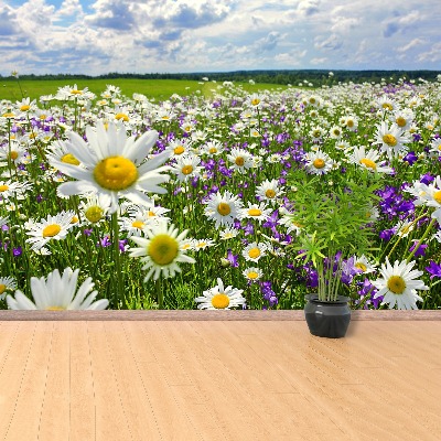 Wallpaper Meadows and flowers