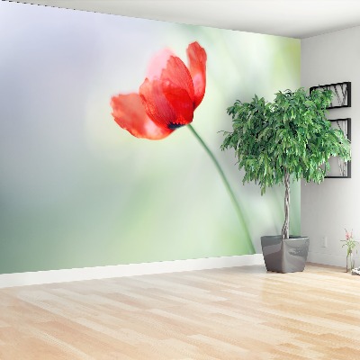 Wallpaper Red poppy