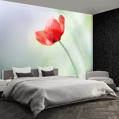 Wallpaper Red poppy