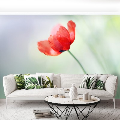 Wallpaper Red poppy