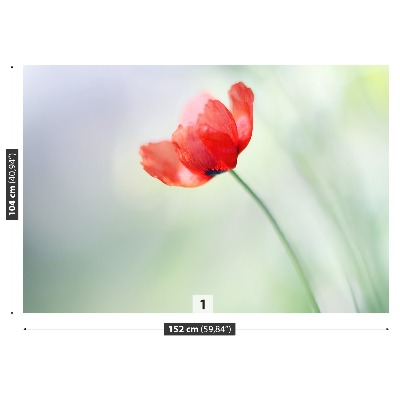 Wallpaper Red poppy