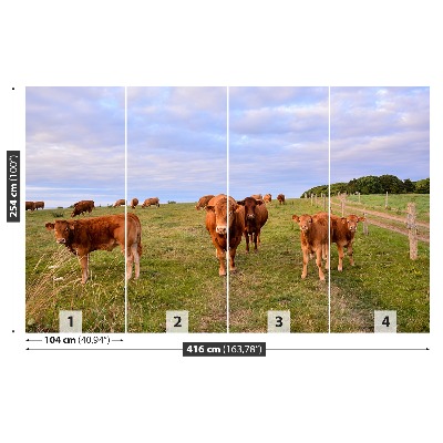 Wallpaper Cows