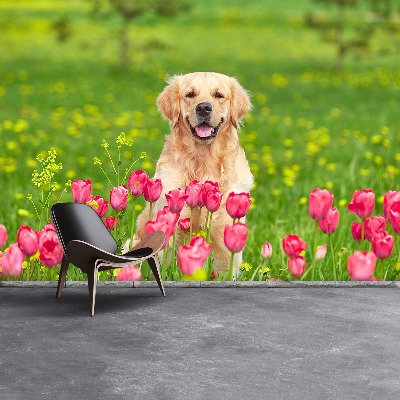 Wallpaper Dog tulips