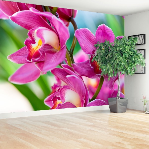 Wallpaper Pink orchids