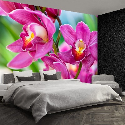 Wallpaper Pink orchids