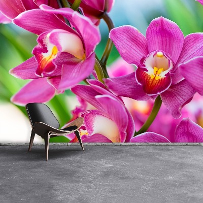 Wallpaper Pink orchids