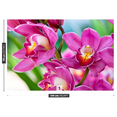 Wallpaper Pink orchids