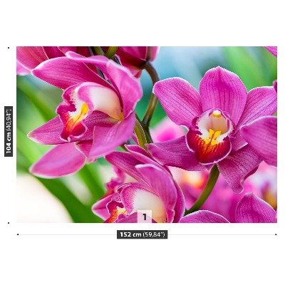 Wallpaper Pink orchids