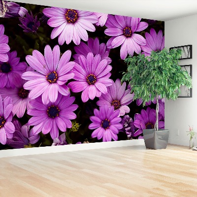 Wallpaper Violet flowers