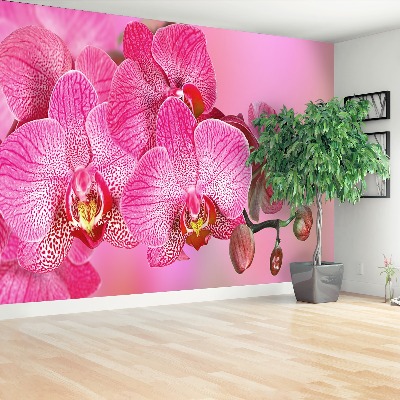 Wallpaper Pink orchid