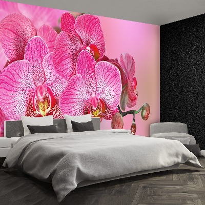 Wallpaper Pink orchid