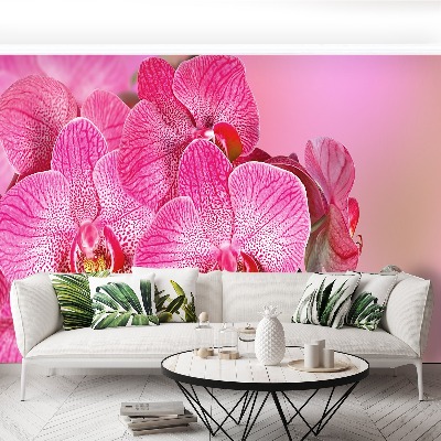 Wallpaper Pink orchid