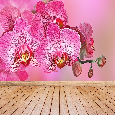 Wallpaper Pink orchid