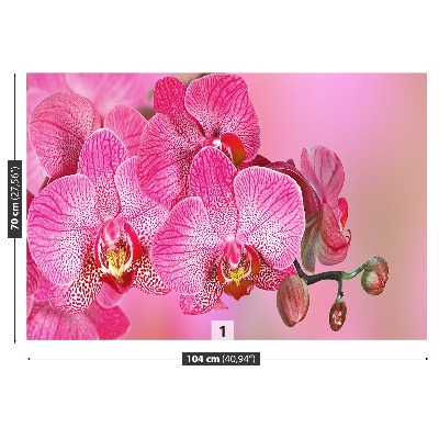 Wallpaper Pink orchid