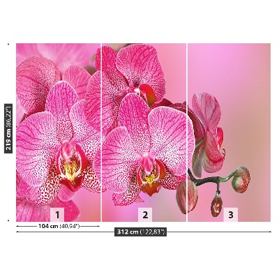 Wallpaper Pink orchid