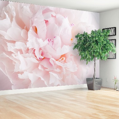 Wallpaper Pink peony