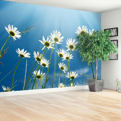 Wallpaper Daisies blue