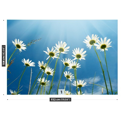 Wallpaper Daisies blue