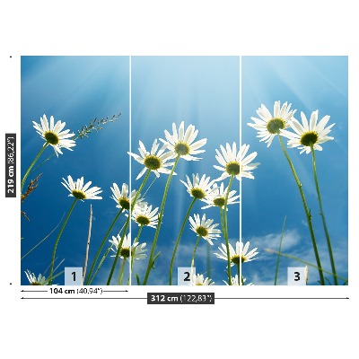 Wallpaper Daisies blue