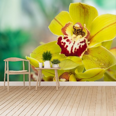 Wallpaper Yellow orchid