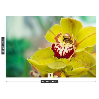 Wallpaper Yellow orchid