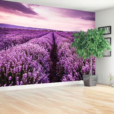 Wallpaper Blooming lavender