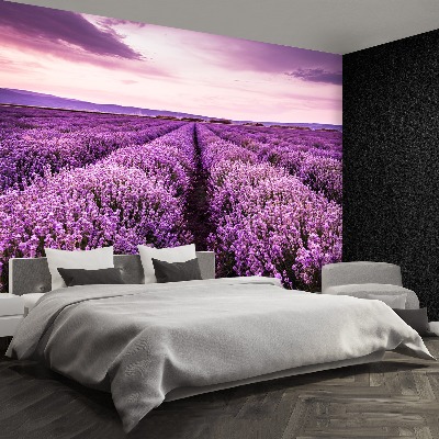 Wallpaper Blooming lavender