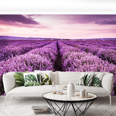 Wallpaper Blooming lavender